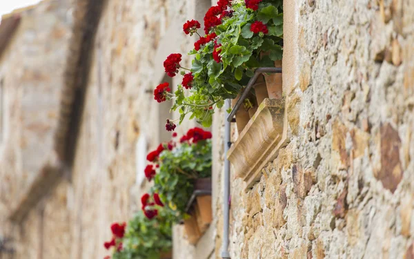 Geranio rosso in fiore su vasi finestre — Foto Stock