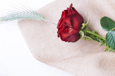 Kırmızı gül aşk armağanı yakın çekim