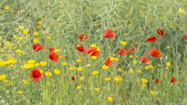Yeşil yabani alan sarı çiçekli kırmızı haşhaş