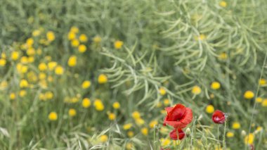 Yeşil bir vahşi alana sarı ve kırmızı çiçekler