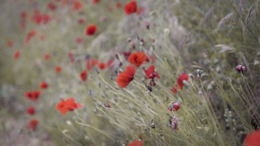 Bir bahar manzara üzerinde kırmızı haşhaş