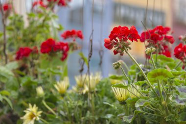 Kırmızı Sardunya çiçekleri yeşil bahçesinde çiçek