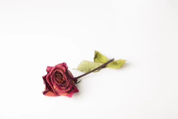 Red rose flower isolated on a white background Royalty Free Stock Photos