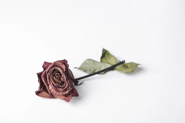 Red rose flower isolated on a white background Stock Image