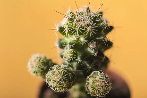 Små gröna kaktus på en brun kruka — Stockfoto