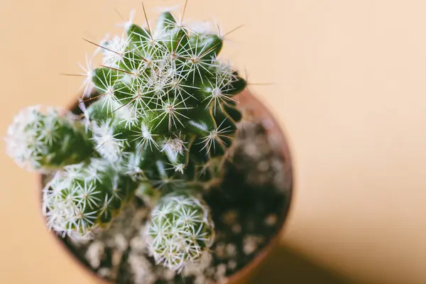 Cactus nålar på nära håll på brun bakgrund — Stockfoto