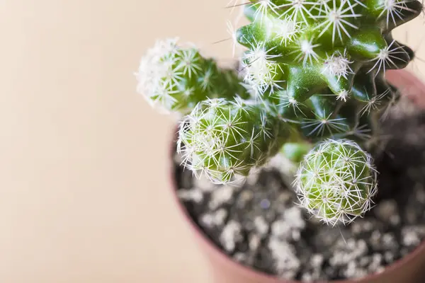 Cactus nålar på nära håll på brun bakgrund — Stockfoto