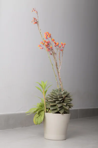 Inomhus kaktus med blommor i blom — Stockfoto