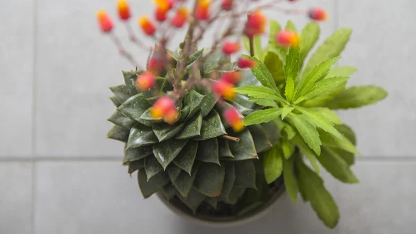 Grön dekoration kaktus växt med röda färgglada blommor — Stockfoto