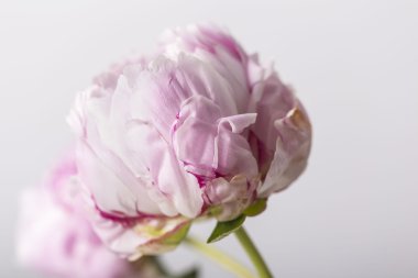 Pembe şakayık çiçeği çiçek gri bir arka plan üzerinde