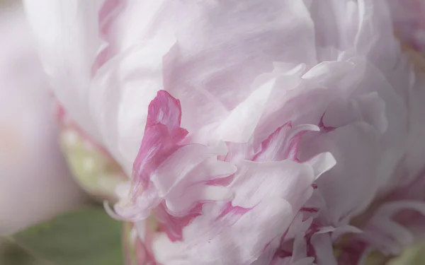 Yumuşak yaprakları peony çiçek çiçeklenme yakın çekim