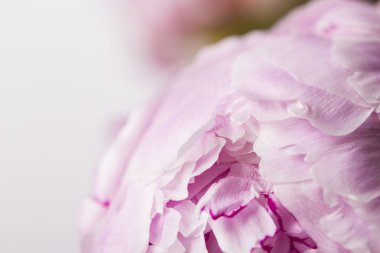 Yumuşak pembe yaprakları şakayık çiçekleri beyaz bir arka plan üzerinde yakın çekim