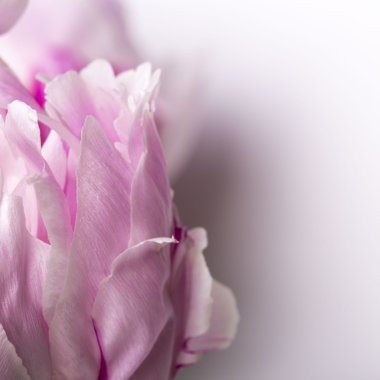 Yumuşak pembe yaprakları şakayık çiçekleri beyaz bir arka plan üzerinde yakın çekim