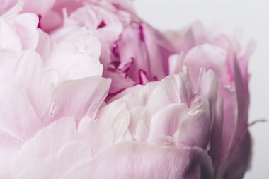 Yumuşak pembe yaprakları şakayık çiçekleri beyaz bir arka plan üzerinde yakın çekim