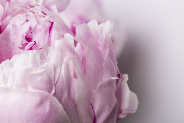 Pink flower close up with smooth petals isolated on a white background