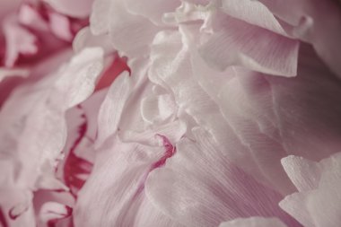 Yumuşak pembe şakayık yaprakları çiçek yakın çekim