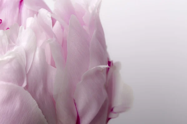Pétalas de peônia rosa lisas em flor de perto — Fotografia de Stock