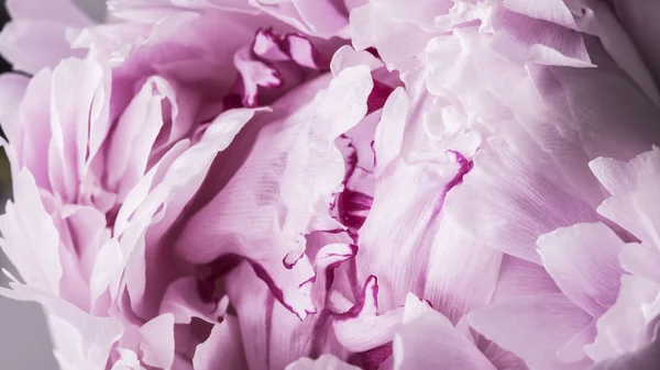Плавні рожеві пелюстки півонії в розквіт крупним планом — стокове фото