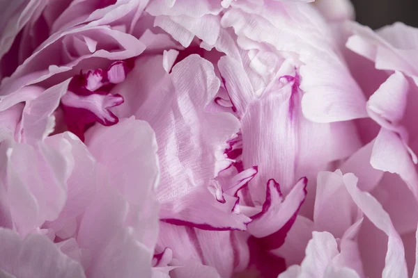 Pétales de pivoine rose lisse en fleur gros plan — Photo