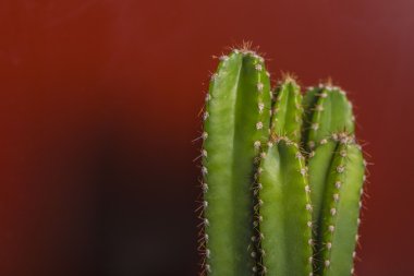 Sağlam kırmızı arka planda yeşil kaktüs