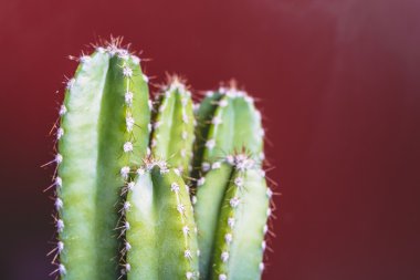 Sağlam kırmızı arka planda yeşil kaktüs