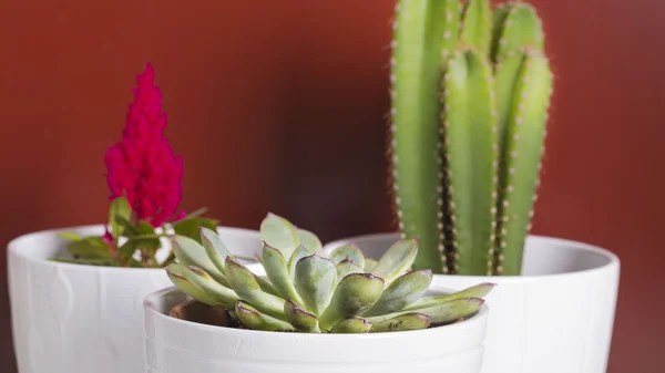 Kaktus dekoration växter på vitt krukor och röd bakgrund — Stockfoto