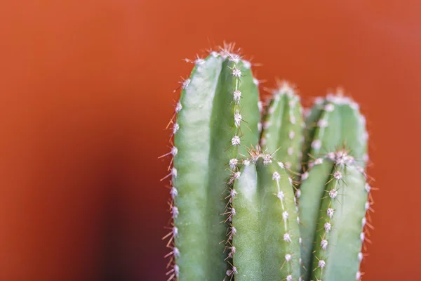 Grön cactus på en solid röd bakgrund — Stockfoto