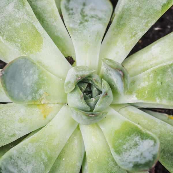 Blomma form grön kaktus växter — Stockfoto