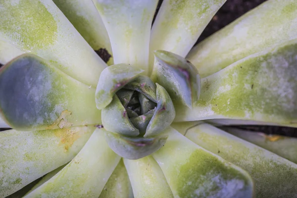 Blomma form grön kaktus växter — Stockfoto