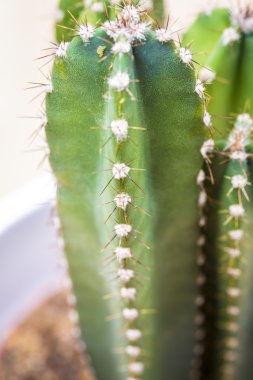 Çiçek keskin dikenli kaktüs bitki