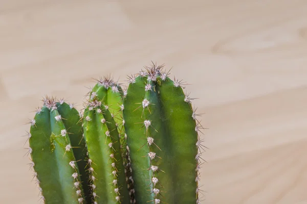 Kaktus växter i blom med vassa Taggar — Stockfoto