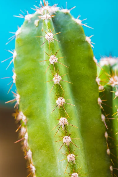 Kaktus växter i blom med vassa Taggar — Stockfoto