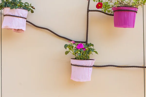 Pink decoration plants on an orange wall — Stock Photo, Image