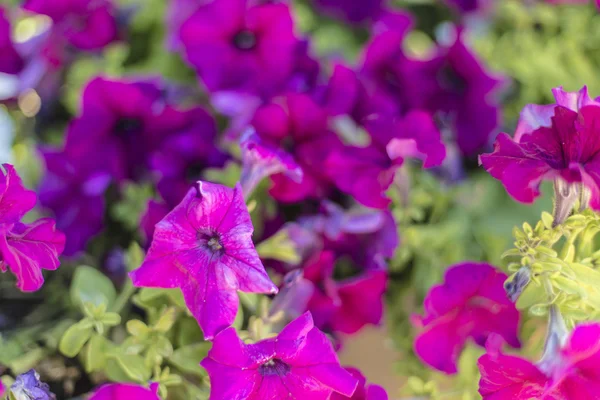 Fioletowe kwiaty geranium bliska na ogród — Zdjęcie stockowe