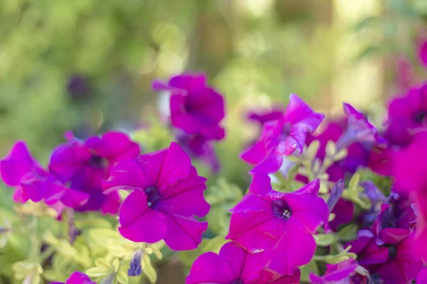 Fioletowe kwiaty geranium bliska na ogród — Zdjęcie stockowe