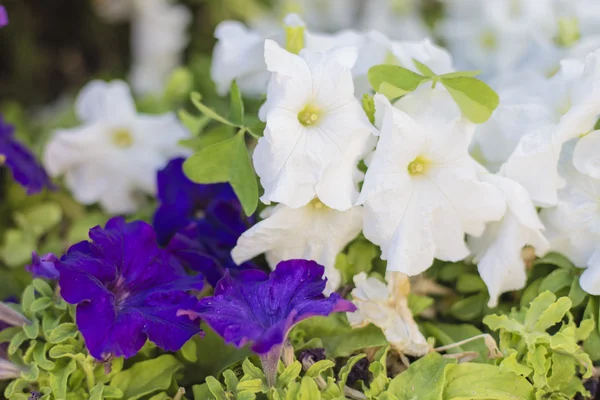 Kolorowymi kwiatami geranium bliska — Zdjęcie stockowe