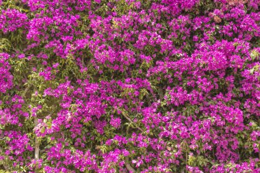 Duvar arka plan doku Pembe Çiçek Bahçe