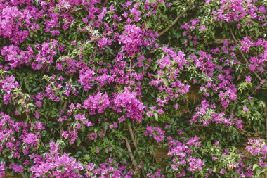 Duvar arka plan doku Pembe Çiçek Bahçe