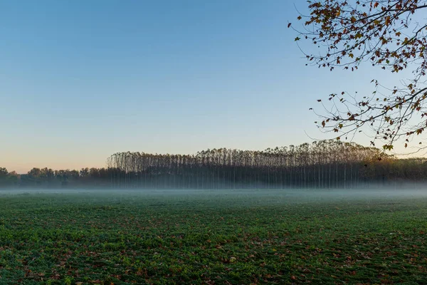 Grüne Feldlandschaft Mit Ein Paar Winzigen Nebelschwaden Auf Einem Blauen — Stockfoto