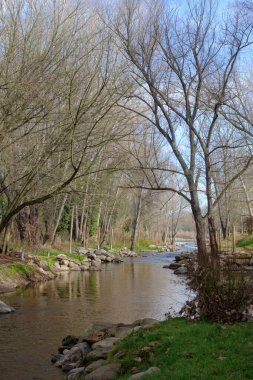 Nehir kıyısında kışın yapraksız ağaçlar