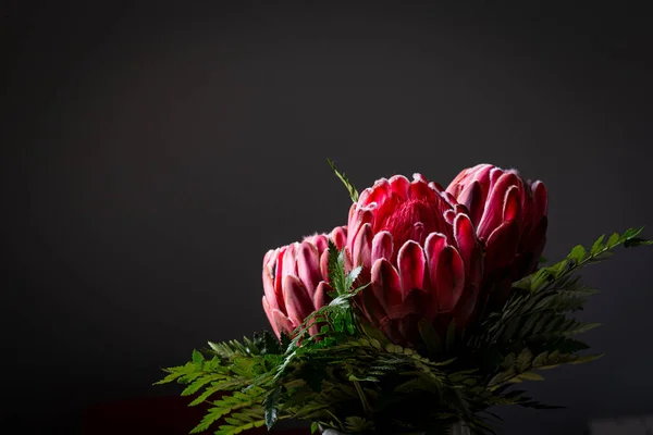 Pembe kırmızı kral protea çiçek buketi gri arka planda çiçek açıyor.