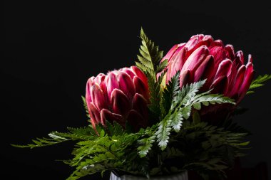 Pembe kral protea çiçek buketi siyah arka planda izole edilmiş.