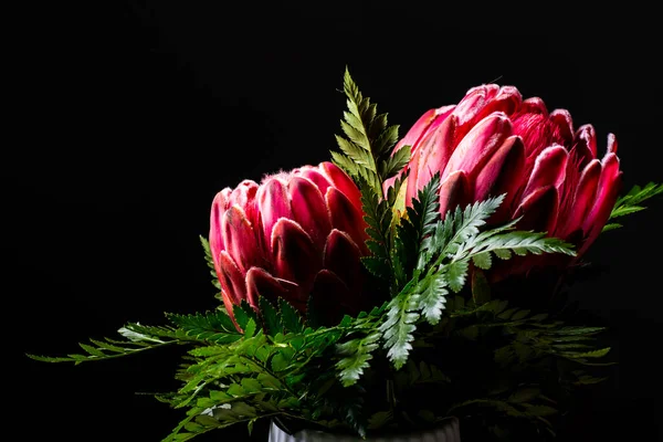 Pembe kral protea çiçek buketi siyah arka planda izole edilmiş.