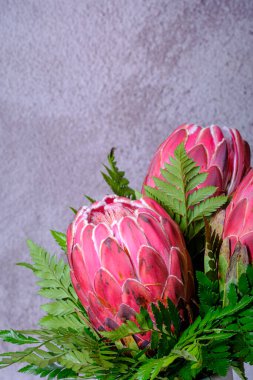 Üç pembe kral protea çiçek buketi gri dokuya izole edilmiş.