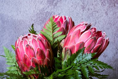 Üç pembe kral protea çiçek buketi gri dokuya izole edilmiş.