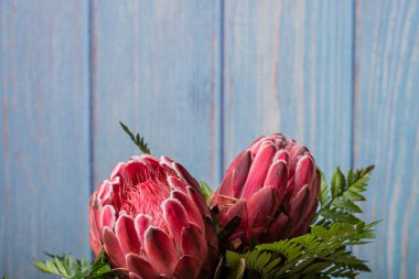 Kırmızımsı Kral Protea çiçek buketi mavi ahşap bir arka planda izole edilmiş bir şekilde yaklaş
