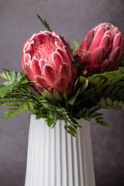 Pembe Kral Protea çiçek buketi, gri bir arka planda izole edilmiş beyaz bir tencerede çiçek açıyor.