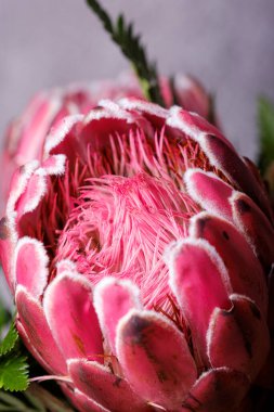 Pembe Kral Protea çiçeği çiçek açmış. Yakından bakınca hala bir sürü pembe çam çiçekleri var.