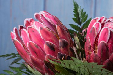 Kırmızımsı Kral Protea çiçek buketi mavi ahşap bir arka planda izole edilmiş bir şekilde yaklaş