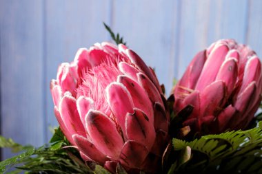 Bir çift güzel pembe Kral Protea çiçek buketi mavi arka planda çiçek açıyor.